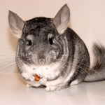 Chinchilla sounds icon