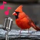 Cardinal sounds and callsicon