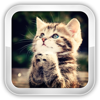 Cat Games APK