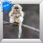 Baby Monkey APK