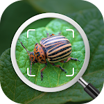 Insect identification: Bug identifier - Bug finder icon