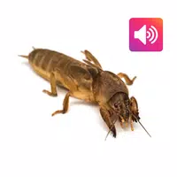 Mole cricket: Sound,Ringtone icon