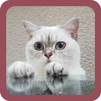 CUTE CAT WALLPAPERS icon