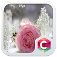 Pretty Pink Rose Theme APK