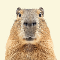 Capybara Wallpaper icon