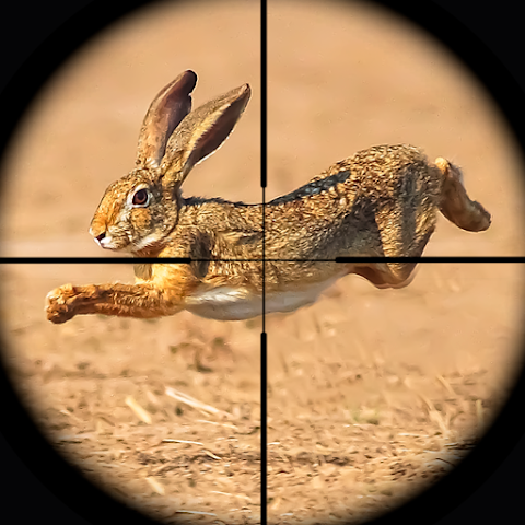 Rabbit Game Sniper Shooting icon