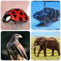 Animals - Quiz about Mammals! icon