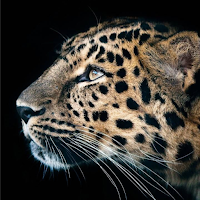 Cheetah Leopard Wallpaper APK