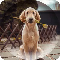 Dogs Wallpapers APK