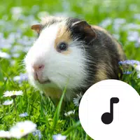 Guinea Pig Sounds icon