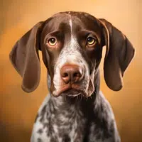 Greman  Shorthaired  Pointer icon