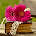 Flower Wallpaper 4K 2025 icon