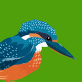 Junior Birder Adventure icon