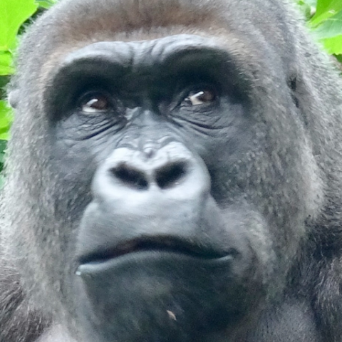 Gorilla Slot Infinity Free APK icon