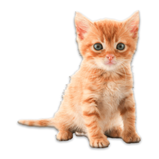 Real Animals Photo Stickers icon